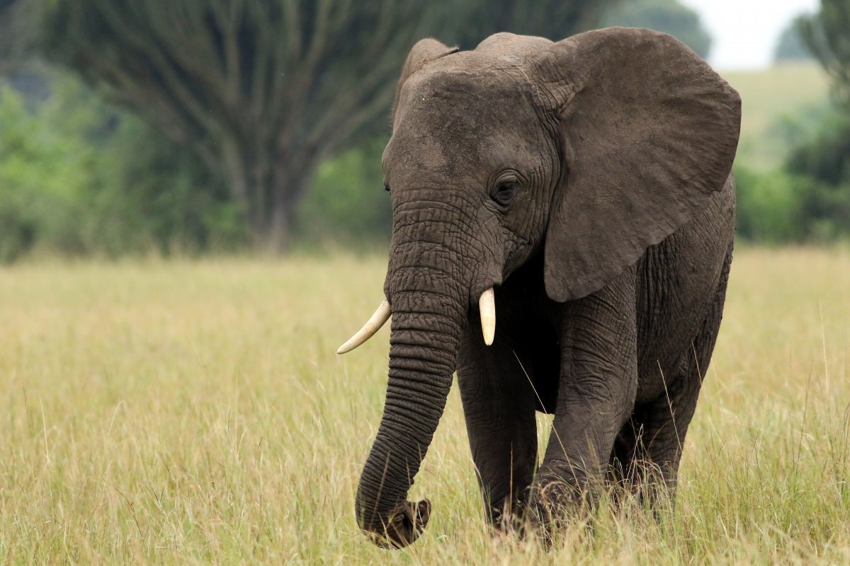 Loxodonta_africana1_27.06.2019_P.Szymański 1.jpg